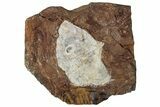 Fossil Ginkgo Leaf From North Dakota - Paleocene #262651-1